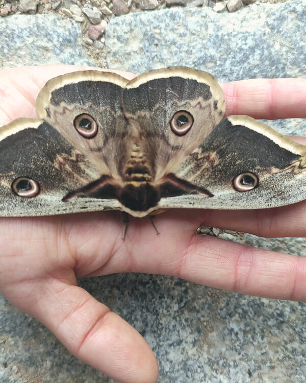 Papallona