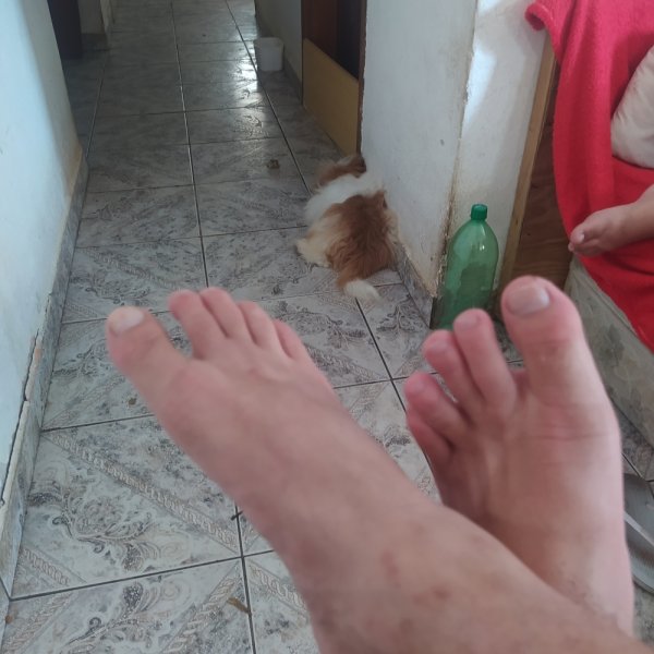 ursinhobranco