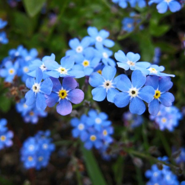 myosotis97