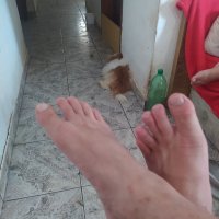 ursinhobranco